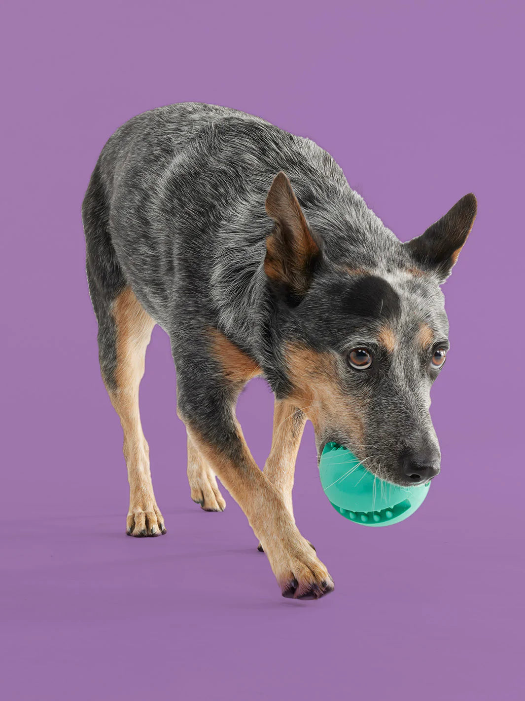 Fetch and Fly Pack