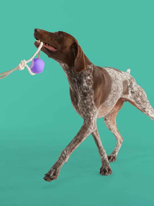 Fetch and Fly Pack
